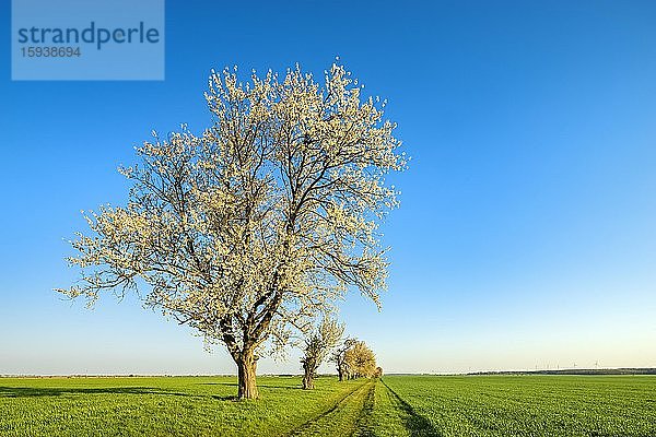 Blühende Kirschbäume am Feldweg im Morgenlicht  endlose grüne Felder unter blauem Himmel  Burgenlandkreis  Sachsen-Anhalt  Deutschland  Europa