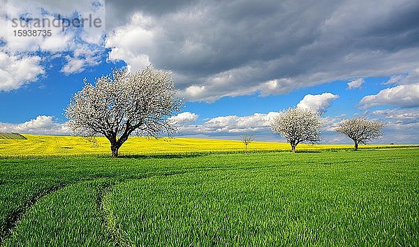 Kulturlandschaft im Frühling  grünes Getreidefeld  blühendes Rapsfeld und Baumreihe  blauer Himmel mit Wolken  blühende Kirschbäume  bei Freyburg  Burgenlandkreis  Sachsen-Anhalt  Deutschland  Europa