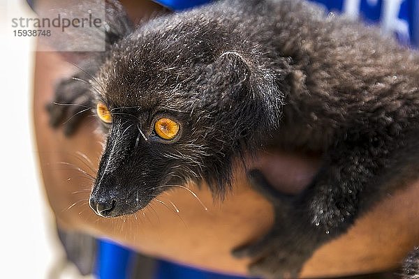 Schwarzer Mohrenmaki (Eulemur Macaco) auf dem Arm  Insel Nosy Be  Madagaskar  Afrika