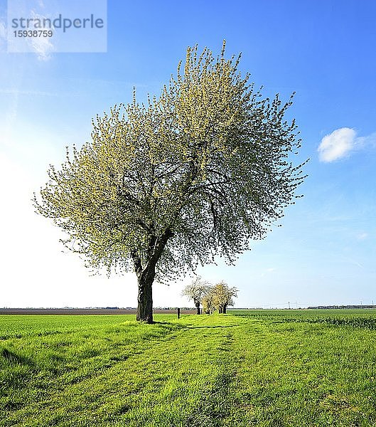 Grünes Feld  Blühende Kirschbäume  blauer Himmel  Burgenlandkreis  Sachsen-Anhalt  Deutschland  Europa