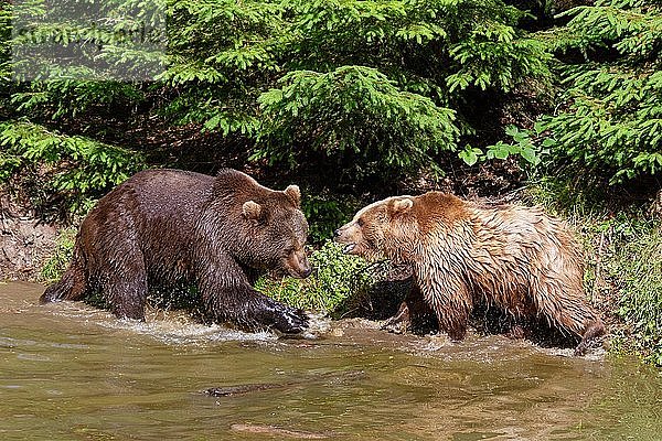 Zwei Braunbären (Ursus arctos) am Wasser  Nationalpark Bayerischer Wald  Bayern  Deutschland  Europa