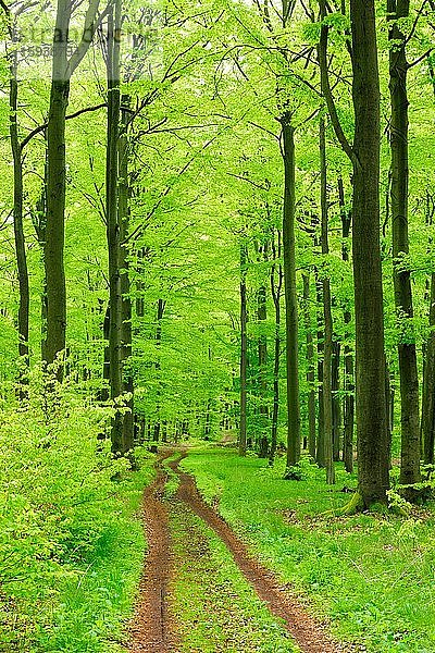 Wanderweg durch naturnahen Buchenwald im Frühling  frisches Grün  große alte Buchen  Steigerwald  Unterfranken  Bayern  Deutschland  Europa