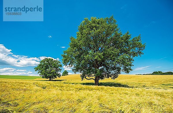 Gerstenfeld (Hordeum vulgare) mit großen solitären Eichen (Quercus robur) unter blauem Himmel  Burgenlandkreis  Sachsen-Anhalt  Deutschland  Europa