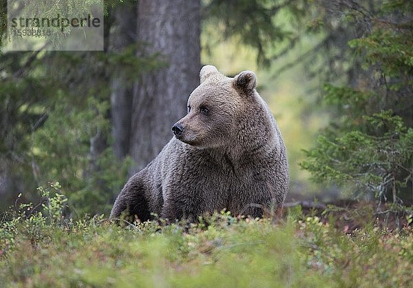 Braunbär (Ursus arctos) in der Dämmerung im Herbstwald der finnischen Taiga  Kuhmo  Finnland  Europa