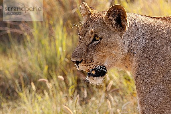 Safari  Madikwe Game Reserve  Südafrika