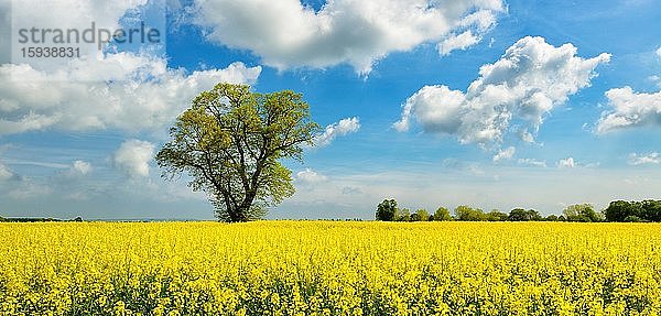 Blühendes Rapsfeld (Brassica napus) mit großen alten Linden (Tilia)  blauer Himmel mit Cumuluswolken  Kulturlandschaft im Frühling  Burgenlandkreis  Sachsen-Anhalt  Deutschland  Europa