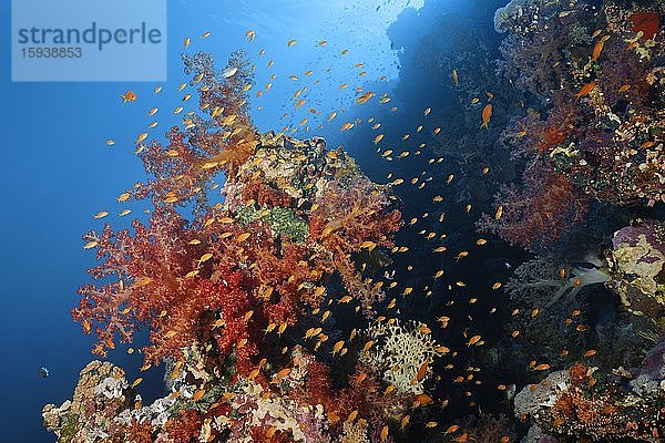 Klunzingers Weichkorallen (Dendronephthya klunzingeri) an Korallenriff-Steilwand  Schwarm Juwelen-Fahnenbarsche (Pseudanthias squamipinnis) Rotes Meer  Sharm el Sheik  Halbinsel Sinai  Ägypten  Afrika