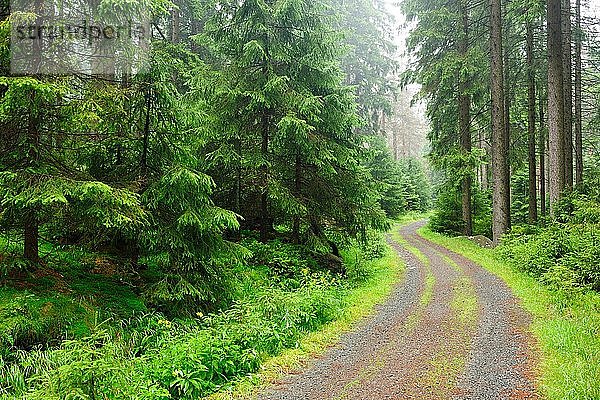 Forstweg durch nebligen Fichtenwald  bei Braunlage  Nationalpark Harz  Niedersachsen  Deutschland  Europa