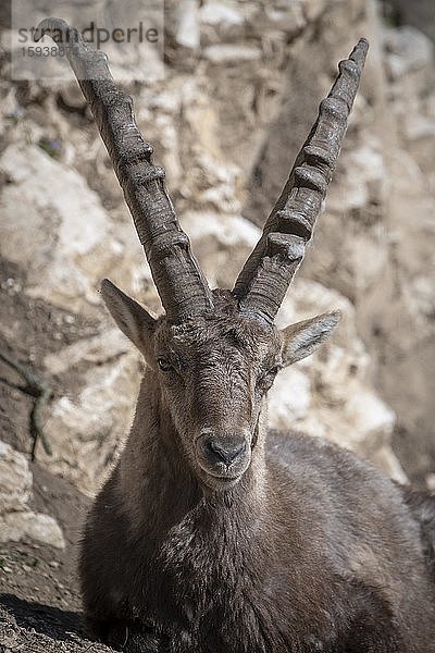 Alpensteinbock (Capra Ibex)  captive  Österreich  Europa