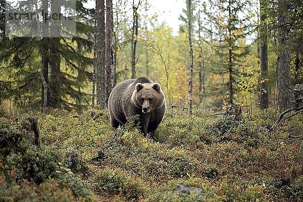 Braunbär (Ursus arctos)  Alttier läuft im Herbstwald  Kainuu  Kuhmo  Karelien  Finnland  Europa
