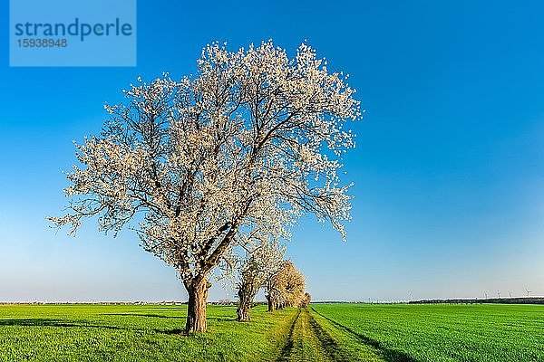 Kulturlandschaft im Frühling  Blühende Kirschbäume am Feldweg unter blauem Himmel  endlose grüne Felder  Burgenlandkreis  Sachsen-Anhalt  Deutschland  Europa