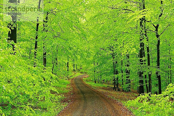 Forstweg durch naturnahen Buchenwald im Frühling  frisches Grün  Steigerwald  Unterfranken  Bayern  Deutschland  Europa