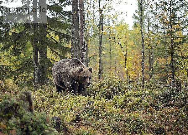 Braunbär (Ursus arctos)  Alttier läuft im Herbstwald  Kainuu  Kuhmo  Karelien  Finnland  Europa