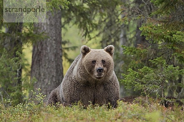 Braunbär (Ursus arctos)  Alttier sitzt im Wald  Kainuu  Karelien  Finnland  Europa