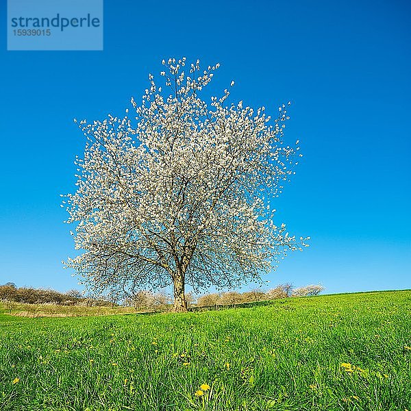 Blühender Kirschbaum auf grüner Wiese mit Löwenzahn unter blauem Himmel  bei Witzenhausen  Hessen  Deutschland  Europa