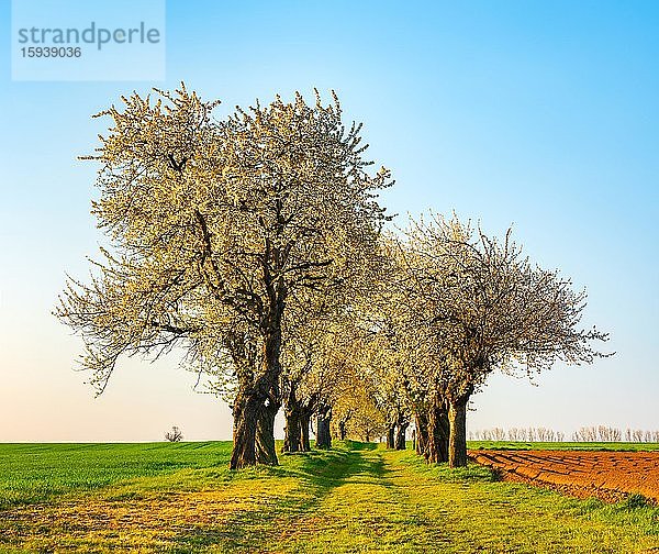 Alte Kirsch-Allee im Frühling  Blühende Kirschbäume im Morgenlicht  Burgenlandkreis  Sachsen-Anhalt  Deutschland  Europa