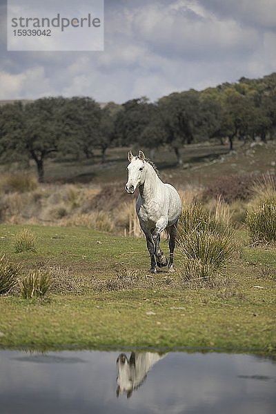 Andalusier Pferd  Schimmel  Wallach im Trab in Landschaft  Wasserspiegelung  Andalusien  Spanien  Europa