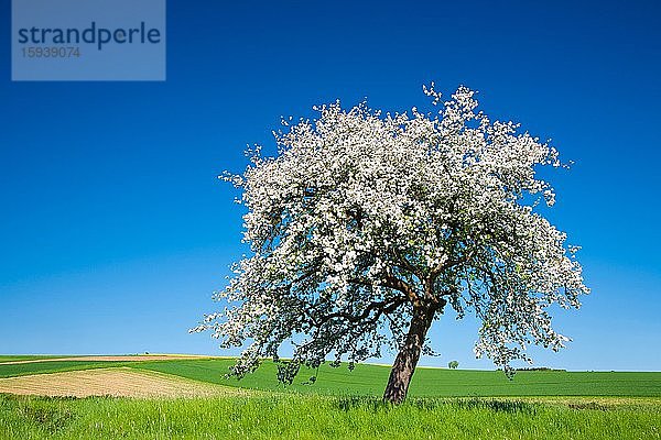 Kirschbaum in voller Blüte unter blauem Himmel inmitten von Feldern und Wiesen  Saalekreis  Sachsen-Anhalt  Deutschland  Europa