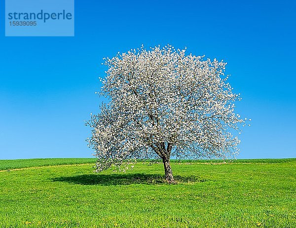 Blühender Kirschbaum auf grüner Wiese unter blauem Himmel  bei Witzenhausen  Hessen  Deutschland  Europa