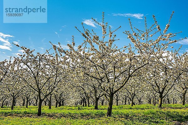 Obstplantage im Frühling  Blühende Kirschbäume unter blauem Himmel  bei Witzenhausen  Hessen  Deutschland  Europa