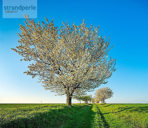 Kulturlandschaft im Frühling  Blühende Kirschbäume am Feldweg unter blauem Himmel  Burgenlandkreis  Sachsen-Anhalt  Deutschland  Europa