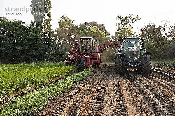 Erntemaschine für Karotten bei der Ernte am Feld  Niederösterreich  Österreich  Europa