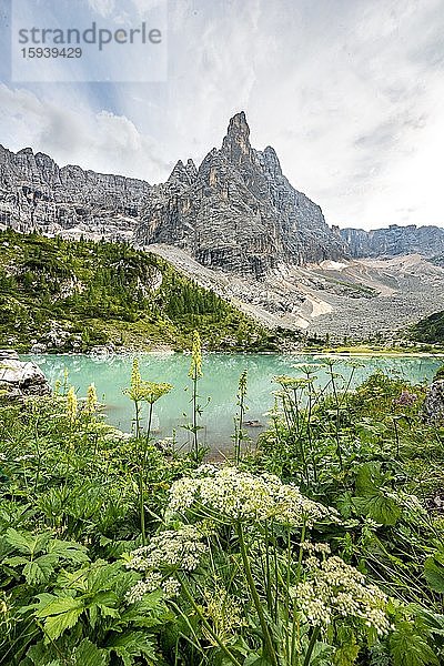 Türkisgrüner Sorapissee mit Blumen  Lago di Sorapis und Bergspitze Dito di Dio  Dolomiten  Belluno  Italien  Europa