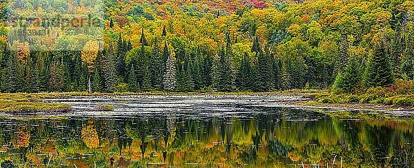 Herbstwald spiegelt sich im See bei La Minerve Laurentians Quebec Kanada