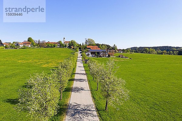 Birnbaum-Allee und Ortschaft Berg bei Eurasburg  Drohnenaufnahme  Alpenvorland  Oberbayern  Bayern  Deutschland  Europa