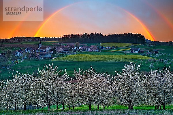 Blühende Kirschbäume  Abendstimmung mit Regenbogen  Dorfansicht Kilchberg  Kanton Basel-Landschaft  Schweiz  Europa