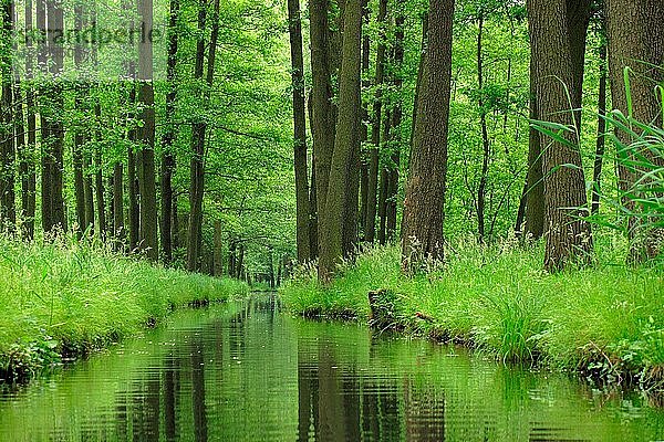 Spreewald  dichter Wald spiegelt sich im Wasser eines Flusses  Brandenburg  Deutschland  Europa