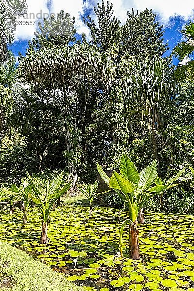 Wasser-Bananenpalmen  (Typhonodorum lindleyanum)  Seerosenteich  Botanischer Garten Victoria  Insel Mahé  Seychellen  Afrika