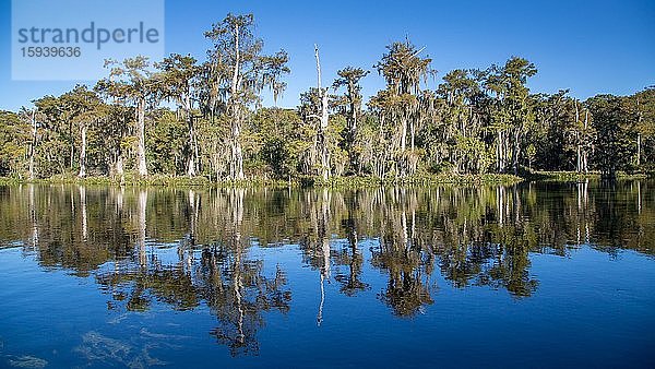 Zypressen (Cupressus) am Flussufer mit Spanischem Moos (Tillandsia usneoides)  Flusslandschaft  Süßwasserquelle Wakulla Springs  Wakulla Springs State Park  Florida  USA  Nordamerika
