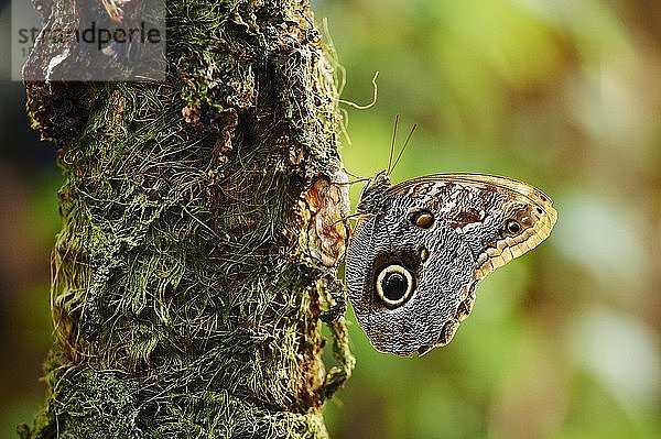 Gewöhnlicher Bananenfalter (Caligo eurilochus)  Schmetterling am Baumstamm sitzend  Deutschland  Europa