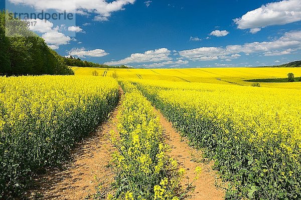 Blühendes Rapsfeld unter blauem Himmel mit Cumuluswolken  Fahrspur  bei Freyburg  Burgenlandkreis  Sachsen-Anhalt  Deutschland  Europa