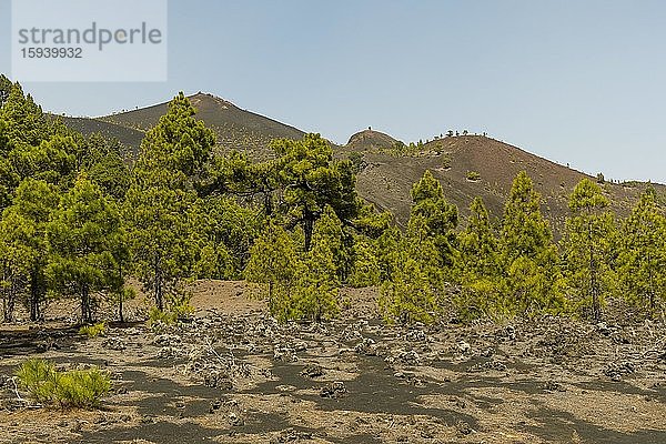 Kanarische Kiefern (Pinus canariensis)  Ausblick am Wanderweg zum Vulkan Martín  Cumbre Vieja bei Fuencaliente  La Palma  Kanarische Inseln  Kanaren  Spanien  Europa