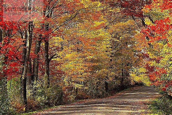 Schotterstraße durch Laubwald im Herbst  farbenfrohes Herbstlaub  West Brome  Quebec  Kanada  Nordamerika