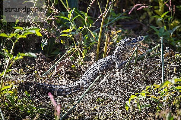 Juveniler Mississippi-Alligator (Alligator mississippiensis) liegt an Flussufer  Süßwasserquelle Wakulla Springs  Wakulla Springs State Park  Florida  USA  Nordamerika