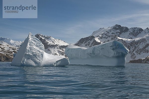 Ocean Harbour  schwimmende Eisberge  Südgeorgien  Antarktis  Antarktika