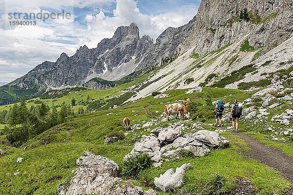 Zwei Wanderer auf Wanderweg von der Adamekhütte zur Hofpürglhütte  Kühe auf Almwiese  Ausblick auf Bergkamm mit Berggipfel Große Bischofsmütze  Salzkammergut  Oberösterreich  Österreich  Europa