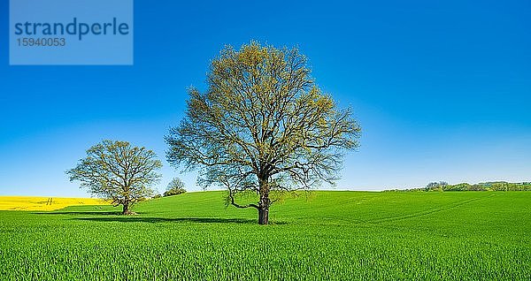 Gerstenfeld (Hordeum vulgare) mit großen solitären Eichen (Quercus robur) im Frühling unter blauem Himmel  Burgenlandkreis  Sachsen-Anhalt  Deutschland  Europa