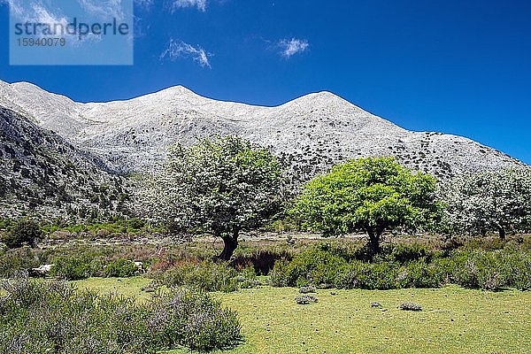 Hochebene in den Bergen von Kreta  Kreta  Griechenland  Europa