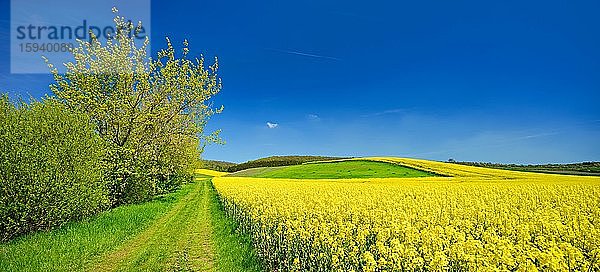 Kulturlandschaft im Frühling  blühende Rapsfelder  Feldweg mit Hecke  blauer Himmel mit Cumuluswolken  bei Eckartsberga  Burgenlandkreis  Sachsen-Anhalt  Deutschland  Europa