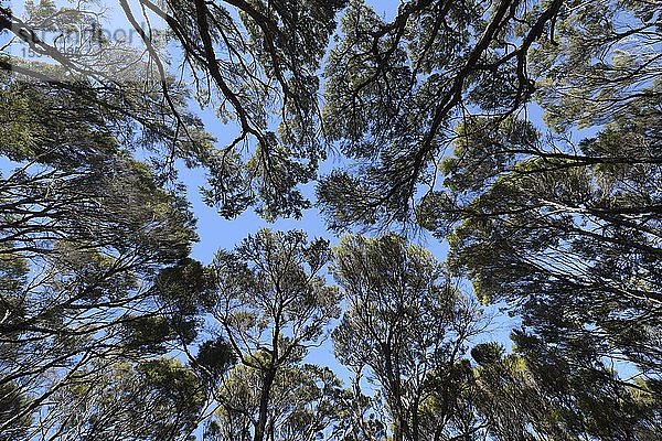 K?nuka Bäume im Abel Tasman Nationalpark  Abel Tasman Coastal Track  Abel Tasman National Park  Takaka  Tasman  Südinsel Neuseeland