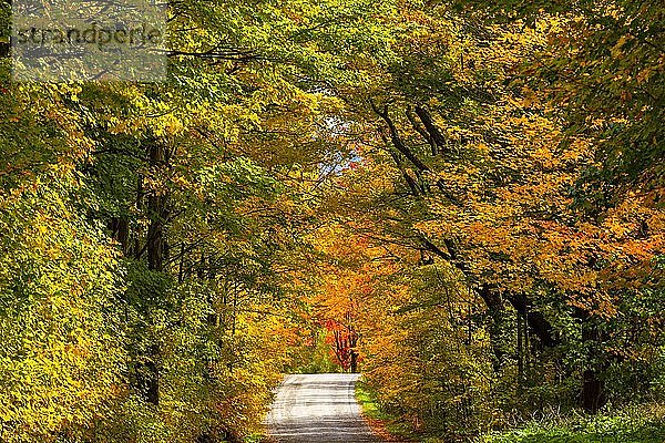 Weg durch Laubwald im Herbst  Bromont  Provinz Quebec  Kanada  Nordamerika