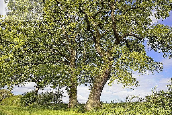 Alte Eichen (Quercus) in der Feldflur  Nordrhein-Westfalen  Deutschland  Europa