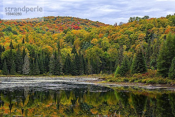 Herbstwald spiegelt sich im See bei La Minerve Laurentians Quebec Kanada