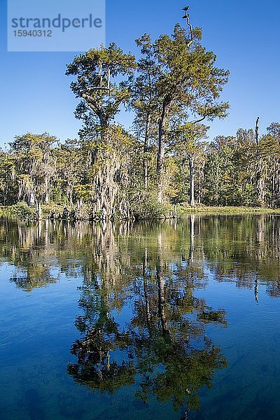 Zypressen (Cupressus) am Flussufer mit Rabengeiern (Coragyps atratus) und Spanischem Moos (Tillandsia usneoides)  Süßwasserquelle Wakulla Springs  Wakulla Springs State Park  Florida  USA  Nordamerika