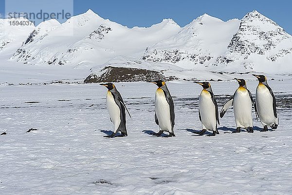 Gruppe von Königspinguine (Aptenodytes patagonicus) auf der schneebedeckten Salisbury Plain  Südgeorgien  Antarktis  Antarktika