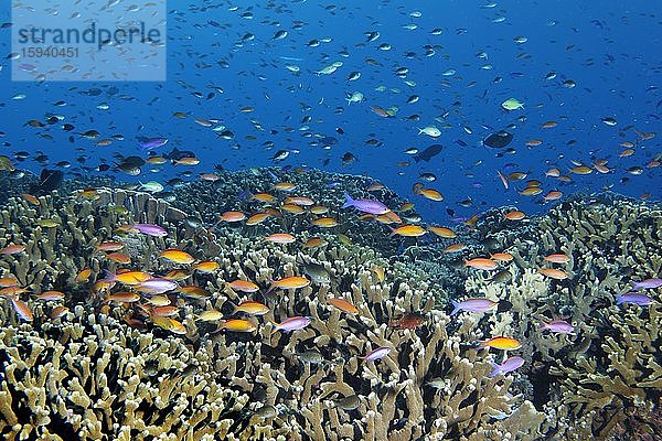 Fischschwarm verschiedener Fahnenbarsche (Anthiadinae) schwimmt über Korallenriff  Pazifik  Sulusee  Tubbataha Reef National Marine Park  Provinz Palawan  Philippinen  Asien